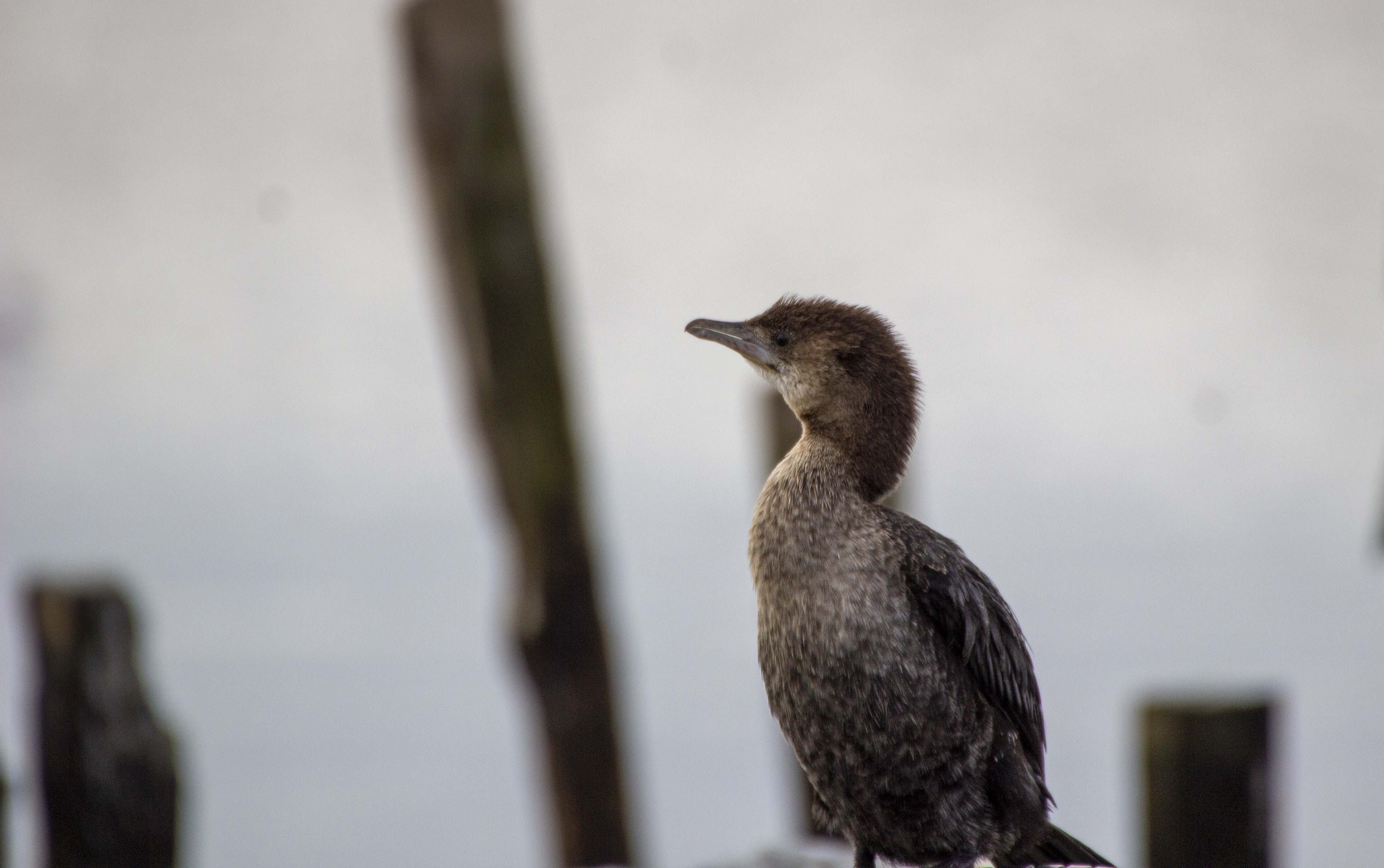 Pygmy Cormorant